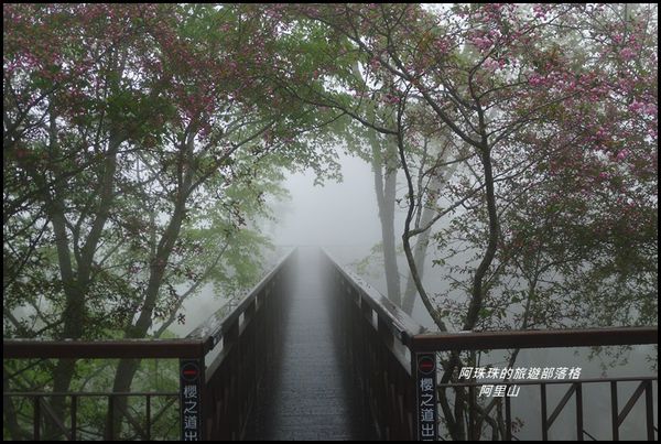 阿里山35.JPG