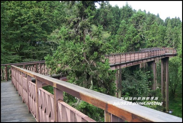 阿里山103.JPG