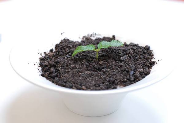 藍白拖冰舖：丞食中壢 - 藍白拖 之 小盆栽冰  中原大學