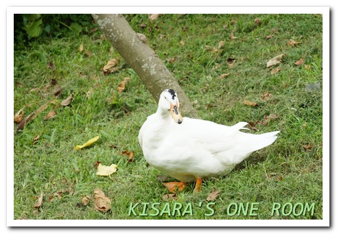 粉樂町2014(VERY FUN PARK):就讓我們擁抱吧!粉樂町2014