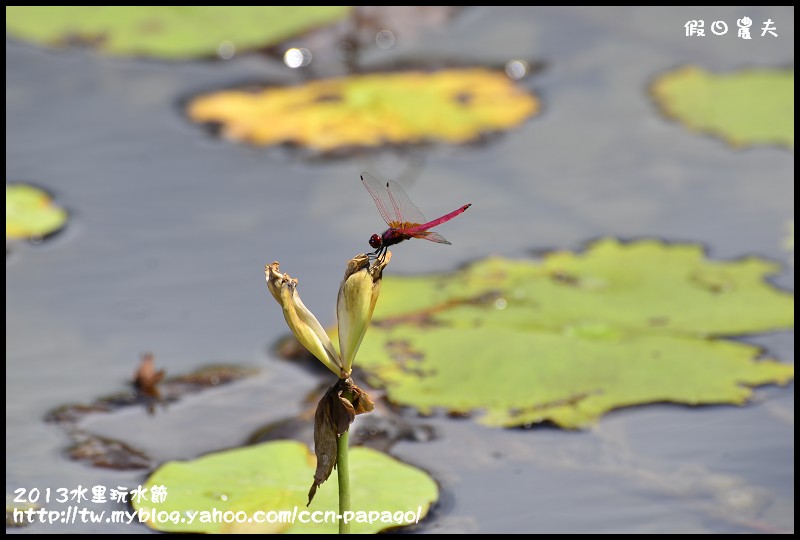 2013水里玩水節_DSC5020