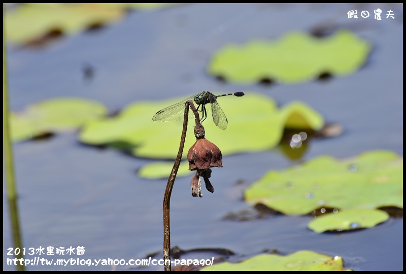 2013水里玩水節_DSC5024