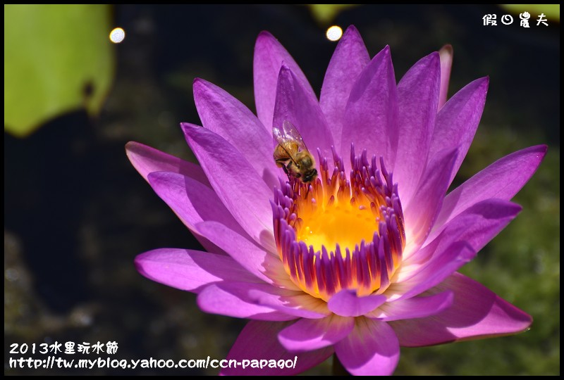 2013水里玩水節_DSC5030