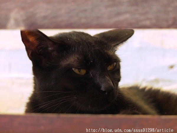 穀色穀香白羊道手工麻糬:【美食特搜。屏東恆春鎮】白羊道柴燒麻糬。恆春必吃美食 超人氣柴燒麻糬 純米手作的好滋味