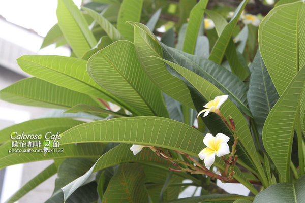 Caloroso Cafe - 歐怡咖啡二館：✪歐怡咖啡二館✪早餐~102.08.07~偶像劇「親愛的，我愛上別人了」場景拍拍走