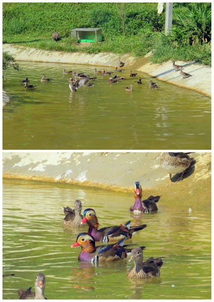 森林鳥花園：這裡～除了賞鳥還是歡樂的小森林【新竹/森林鳥花園】