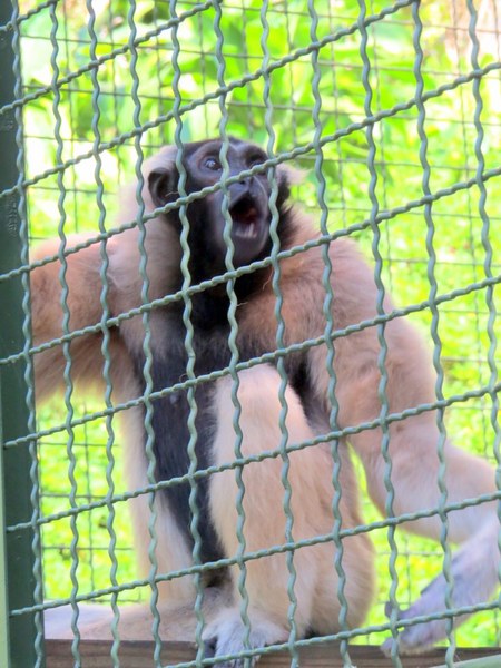 森林鳥花園：這裡～除了賞鳥還是歡樂的小森林【新竹/森林鳥花園】