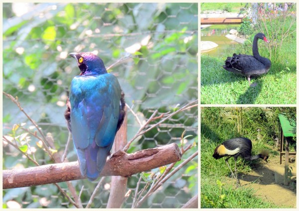 森林鳥花園：這裡～除了賞鳥還是歡樂的小森林【新竹/森林鳥花園】
