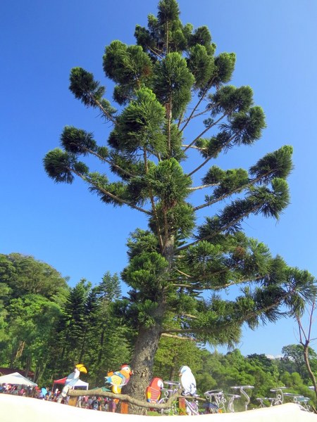 森林鳥花園：這裡～除了賞鳥還是歡樂的小森林【新竹/森林鳥花園】