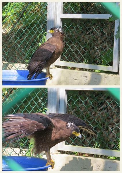 森林鳥花園：這裡～除了賞鳥還是歡樂的小森林【新竹/森林鳥花園】