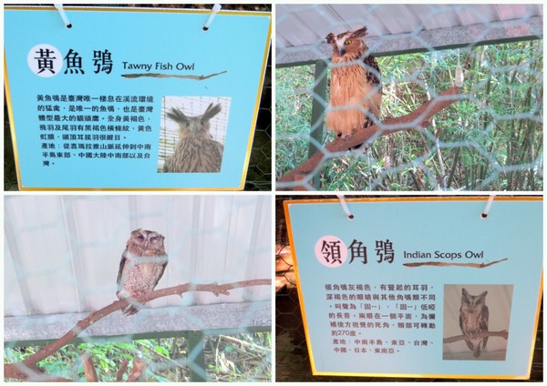 森林鳥花園：這裡～除了賞鳥還是歡樂的小森林【新竹/森林鳥花園】