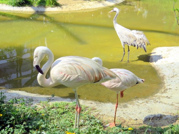 森林鳥花園：這裡～除了賞鳥還是歡樂的小森林【新竹/森林鳥花園】