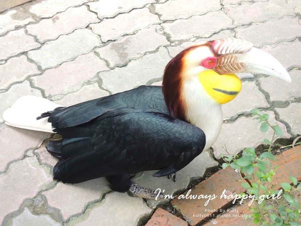 2014-5-30森林鳥花園_大娘 (12).jpg