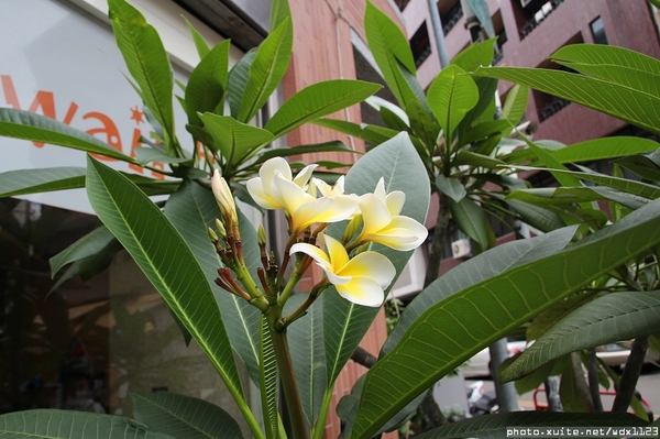 Hawaii51夏威夷美式餐廳：Hawaii51夏威夷美式餐廳✪平價早午餐~大人小孩都喜歡♡103.05.25