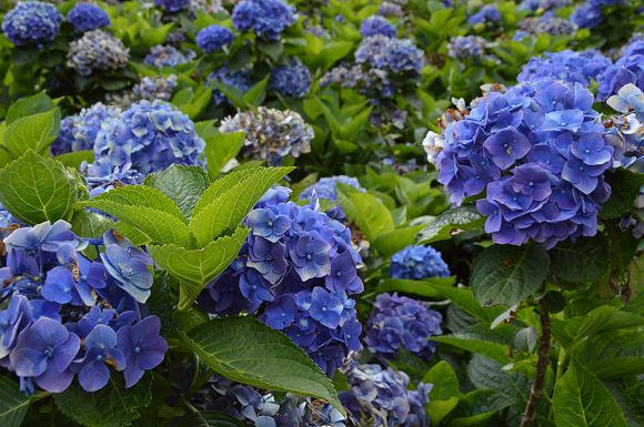 水車寮繡球花37