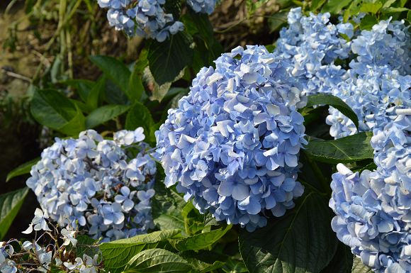 水車寮繡球花30