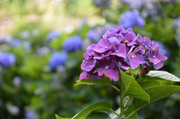 水車寮繡球花21