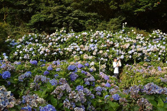 水車寮繡球花35