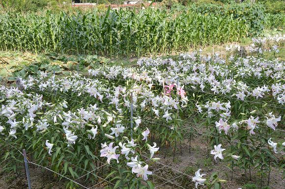 水車寮繡球花04