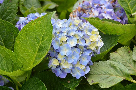 水車寮繡球花34