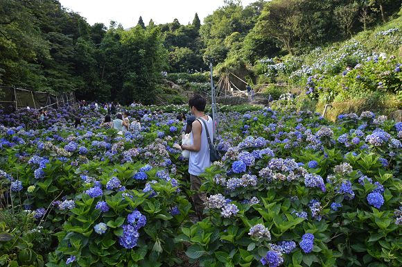 水車寮繡球花15