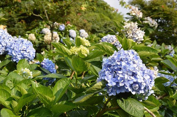 水車寮繡球花32