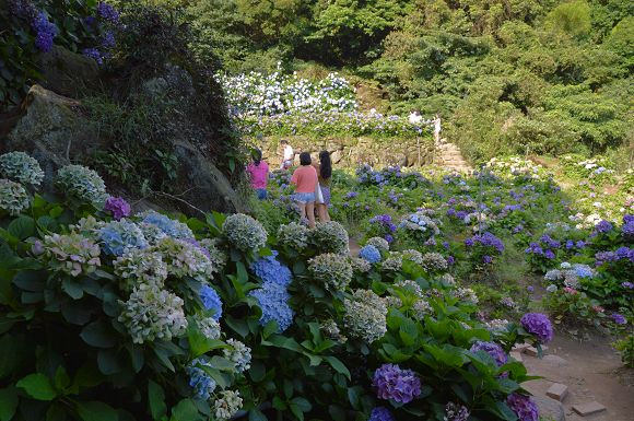 水車寮繡球花10