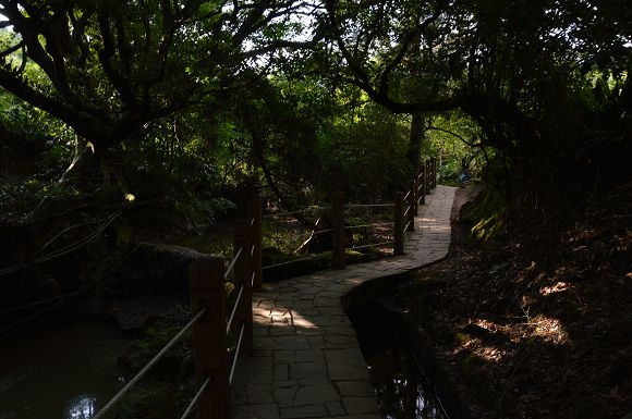 水車寮繡球花08