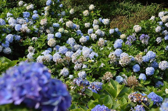 水車寮繡球花36