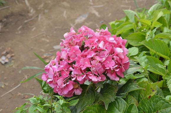 水車寮繡球花46