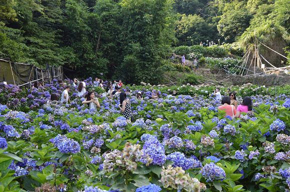 水車寮繡球花17