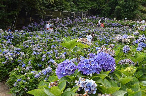 水車寮繡球花01