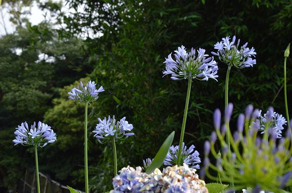水車寮繡球花25