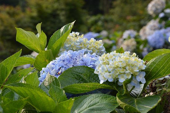 水車寮繡球花38