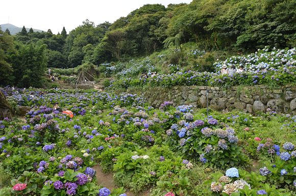 水車寮繡球花12