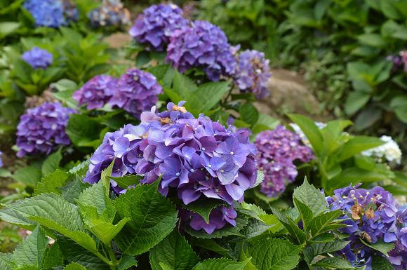 水車寮繡球花49