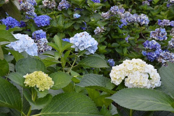 水車寮繡球花24