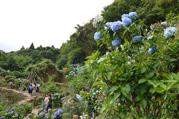 水車寮繡球花31