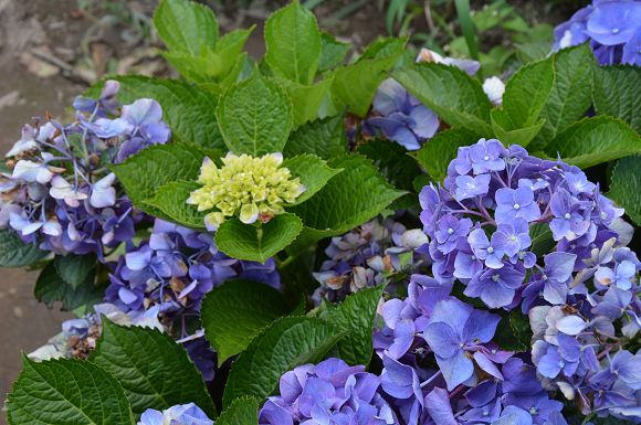 水車寮繡球花14