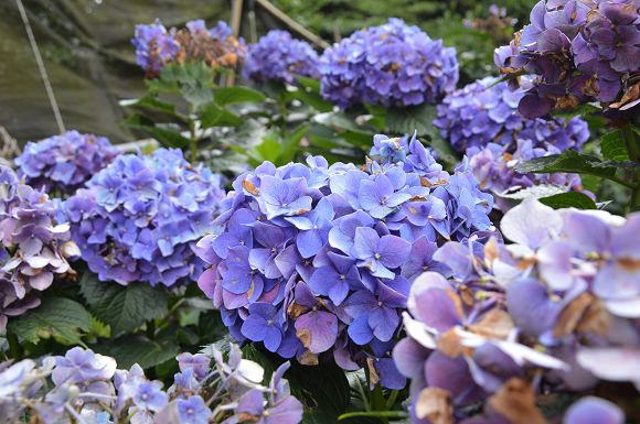 水車寮繡球花22