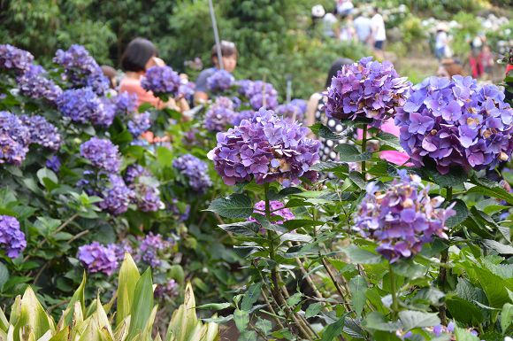水車寮繡球花20