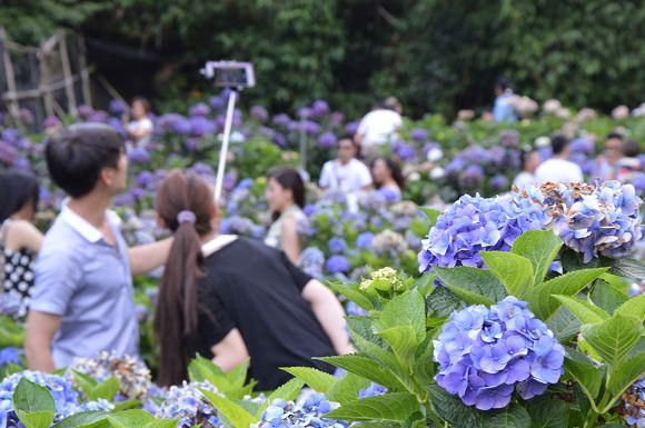水車寮繡球花19