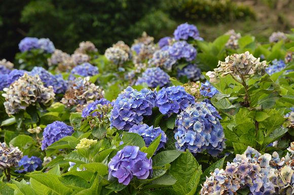 水車寮繡球花41