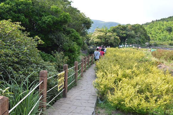 水車寮繡球花06