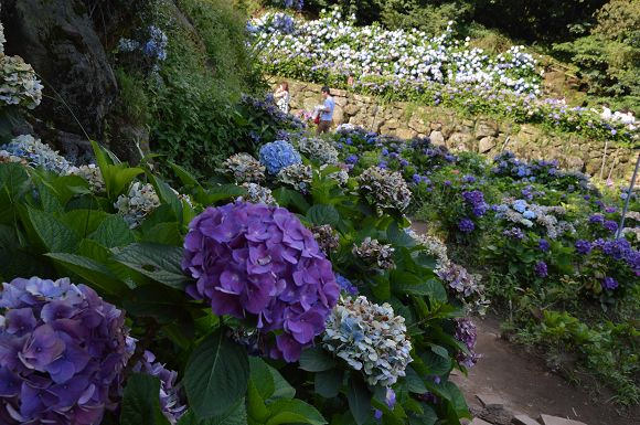 水車寮繡球花11