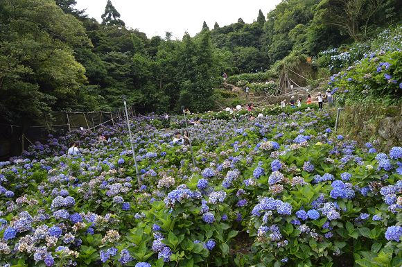 水車寮繡球花48