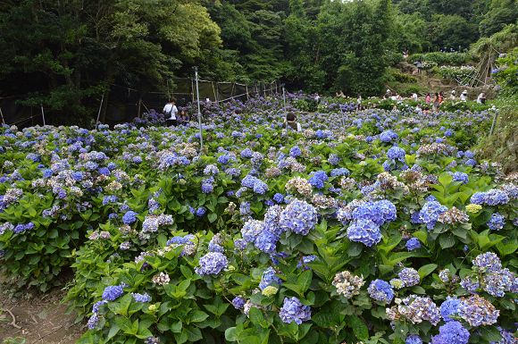 水車寮繡球花47