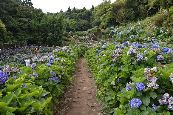 水車寮繡球花45