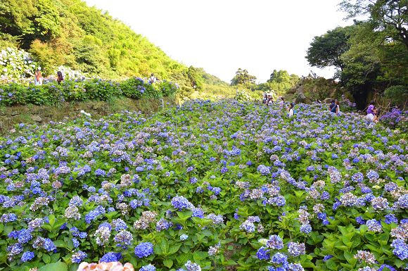 水車寮繡球花02