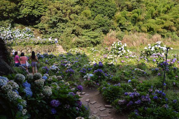 水車寮繡球花09